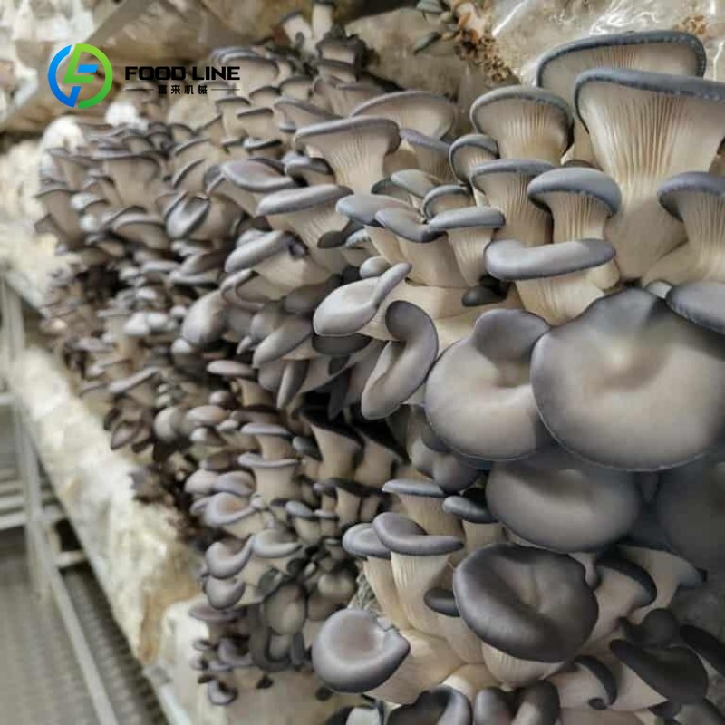 Modüler Konteyner Çiftliği Kap - Urban Farming And Urban Agriculture incelemesi ve fiyatı