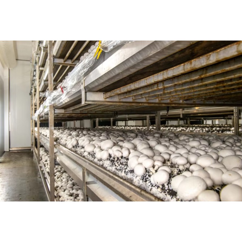 Otomatik Sulama Sistemli Hidro - Urban Farming Hydroponic System incelemesi ve fiyatı